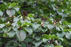 Hymenodictyon obovatum